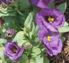 Image result for eustoma flamenco