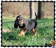Blenheim vaccinated, travel documents, breed information, medical sheet. Bloodhound Puppies For Sale