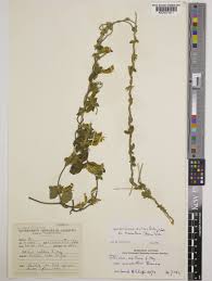 Image result for Macrotyloma axillare