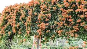 Image result for will honeysuckle survive winter