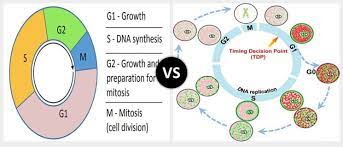 The period prior to the synthesis of dna. G1 Phase Vs G2 Phase What Is The Difference Diffzi