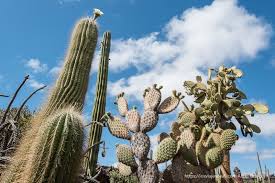 Crece principalmente en las regiones desérticas de chihuahua, san luis potosí, coahuila, durango, tamaulipas y nuevo león, aunque también se le puede encontrar en querétaro y zacatecas. El Jardin De Cactus De Lanzarote Un Pequeno Mundo De Fantasia
