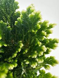 Image result for Selaginella tenerrima