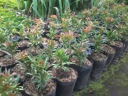 Jual Tanaman Pucuk Merah Jual Rumput Gajah Mini Rumput Jepang Murah