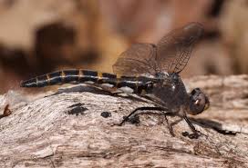 Image result for Hunteria myriantha