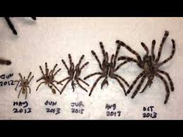 Updated Molt Chart Youtube