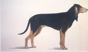 Image result for švycký honič