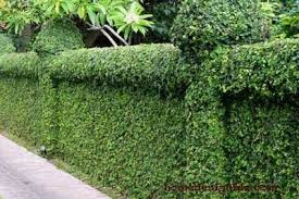 A lot of us love our container gardens. Hedge Fence Natural Fence Fence Plants Garden Hedges