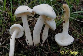 Hygrophorus cossus is a species of fungus in the genus hygrophorus. Hygrophorus Cossus Sociedad Micologica Extremena