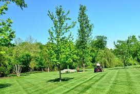 Floratam Grass Care Tips See How To Water Mow And Fertilize Floratam A Type Of St Augustine Grass Grass Care Lawn Care Lawn Care Tips