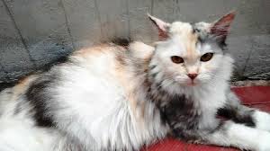 Salah satu masalah kesehatan yang umum ditemukan pada kucing senior alias kucing tua adalah demensia. Ciri Ciri Kucing Hamil Dan Tanda Kucing Akan Melahirkan Yoadit Com
