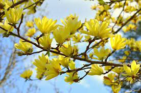 Yellow Magnolia Hybrids Bernheim Arboretum Research Forest Yellow Magnolia Magnolia Magnolia Trees