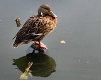 Mezi nejčastější virová onemocnění postihující dýchací cesty patří bezesporu chřipka. Informace Pro Verejnost K Nakaze Aviarni Influenzy Ptaci Chripky Statni Veterinarni Sprava