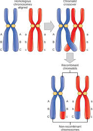 Image result for Meiosperma