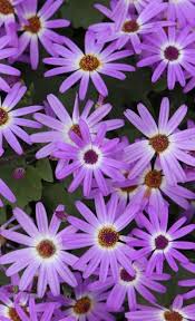 Choice Bloom Purple Flowers Purple Flowers Garden Pretty Flowers