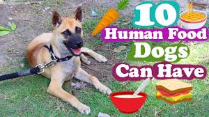 Maybe you would like to learn more about one of these? 10 Human Foods Dogs Can Eat Youtube