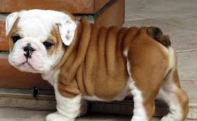 Dunyanin En Rahat Kopegi Ingiliz Bulldog