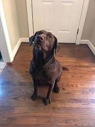 We were lucky to find lure labradors in our search for a lab pup near home! Fayetteville Nc Labrador Retriever Meet Duke A Pet For Adoption