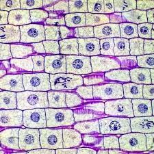 Squash An Onion And Learn The True Age Of Your Cells Carolina Com Science Cells Mitosis Cell Biology