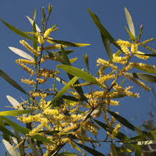 Image result for Acacia auriculiformis