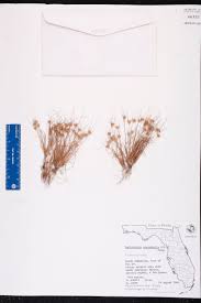 Image result for Bulbostylis megastachys