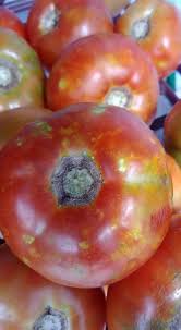 Check spelling or type a new query. How To Get Rid Of Stink Bugs In The Garden