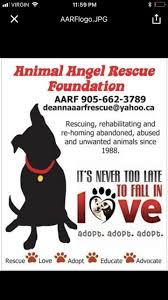 Pet angel adoption & rescue is located in frankenmuth city of michigan state. Pets For Adoption At Aarf Animal Angel Rescue Foundation In Stoney Creek On Petfinder