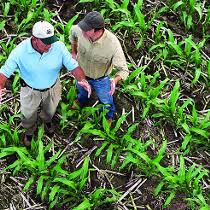 It also provides agronomic support and services to help increase yield and profitability for farmers. Working At Pioneer Glassdoor