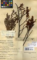 Image result for Acacia amythethophylla