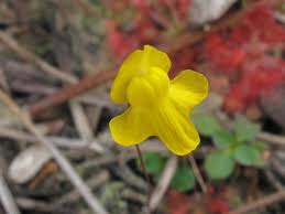 Image result for Utricularia subulata
