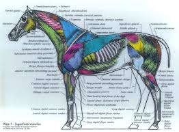Pin By Linda Boggs On Horses Horse Anatomy Horses Muscle