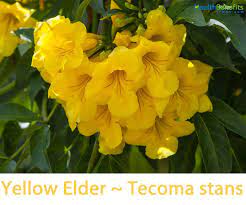 Yellow Elder Facts And Health Benefits