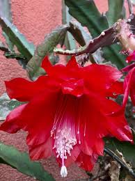 Maybe you would like to learn more about one of these? Disocactus Ackermannii Haw Ralf Bauer Orchid Cactus World Flora Pl Ntnet Identify