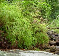 Image result for Gleicheniaceae