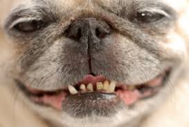 How to care for a pug. Pug Dental Care Is A Very Important Area Of Your Dog S Overall Health
