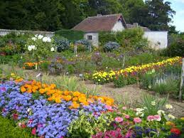 It is similar to clover. Flower Garden And Seasons Flowers That Bloom All Year Dengarden