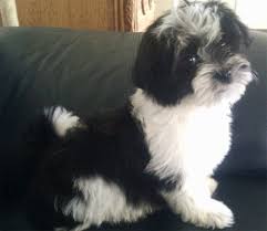 More images for havanese puppies east texas » Looks Like My Dixie And Checkers When They Were Puppies Havaneseblack Havanese Puppies Havanese Dogs Havanese