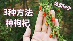 3种方法种枸杞, 身边的种子13 How to grow wolfberry from seeds - YouTube