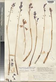 Image result for Cyanastrum johnstonii