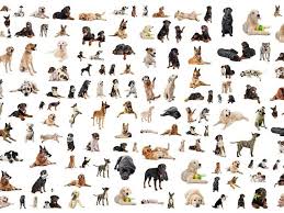 Les Races De Chiens Kopek Hayvanlar Insan