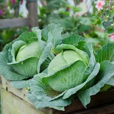 Image result for Brassica