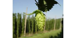Importance Of The Hop Storage Index Morning Ag Clips