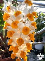 Dendrobium Thyrsiflorum Orchideen Garten Orchideen Orchideenarten
