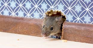So, how to get rid of pesky rats in the walls? How To Get Rid Of Mice In Walls