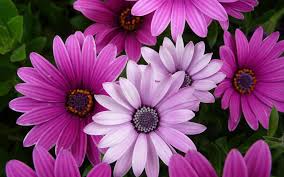 Along with the names and pictures of the flowers, you'll find interesting details about the beautiful blooms. Best Flower Wallpapers Top Free Best Flower Backgrounds Wallpaperaccess