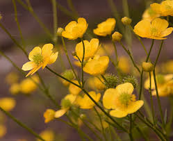 Image result for Ranunculus rionii