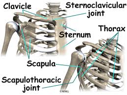 The most commonly affected tendons in the shoulder are the four rotator cuff tendons and one of the biceps tendons. Shoulder Anatomy Eorthopod Com