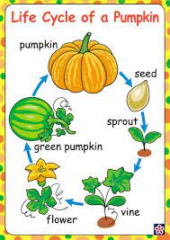 Free Printables Of The Parts And Life Cycle Of A Pumpkin Teachersmag Com Fall Preschool Activities Pumpkin Activities Preschool Pumpkin Life Cycle