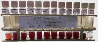 Image result for Viscum tuberculatum