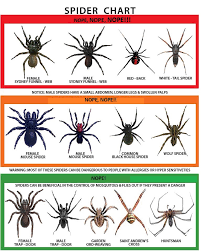 spider chart fixed imgur